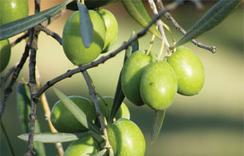 A photo of olives and olive leaves